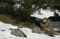 Preview: Swarovski Z6i 2-12x50 Zielfernrohr