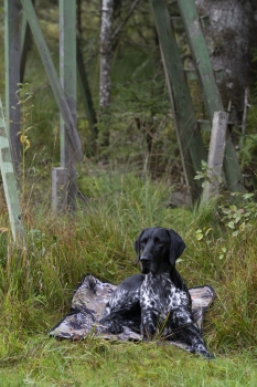 Preview: Blaser Hundedecke - Farbe: HunTec Camo