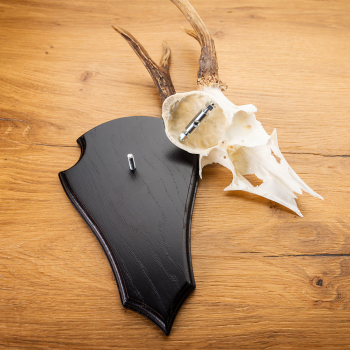 Preview: Rehwild Gehörn Klammer u. Schraube - 2 Stück