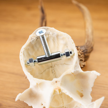 Rehwild Gehörn Klammer u. Schraube - 2 Stück