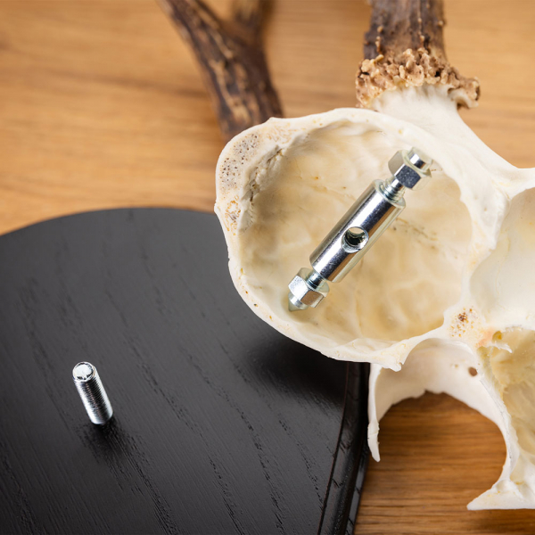 Rehwild Gehörn Klammer u. Schraube - 2 Stück