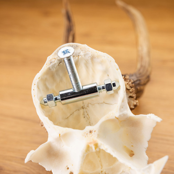 Rehwild Gehörn Klammer u. Schraube - 2 Stück